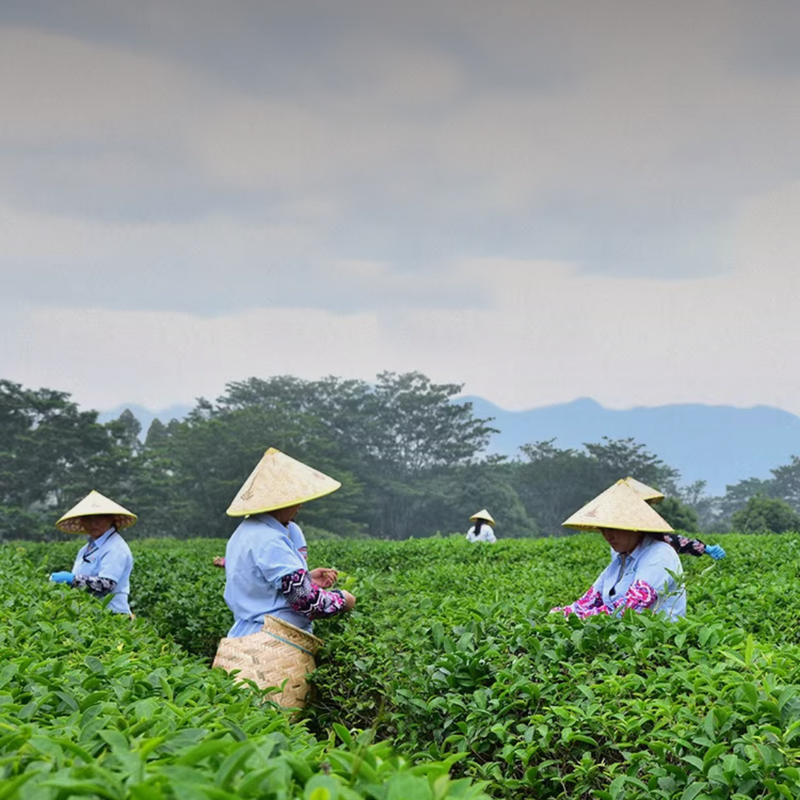 Workers wearing conical hats harvesting tea leaves in a field