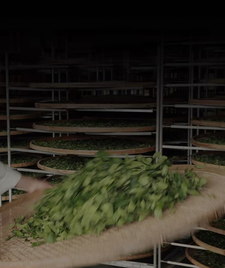 Fresh green tea leaves being tossed on a bamboo tray in a processing facility